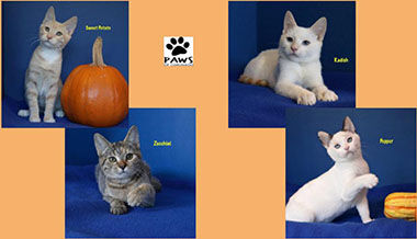 Adopt-A-Pet